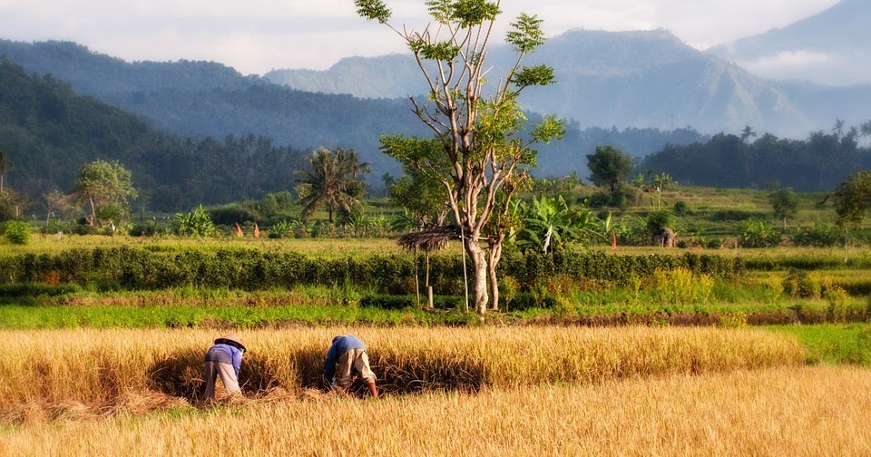 Dari Sawah Tradisional Menuju Masa Depan: Revolusi Teknologi dalam Budidaya Padi Dari Sawah Tradisional Menuju Masa Depan: Revolusi Teknologi dalam Budidaya Padi