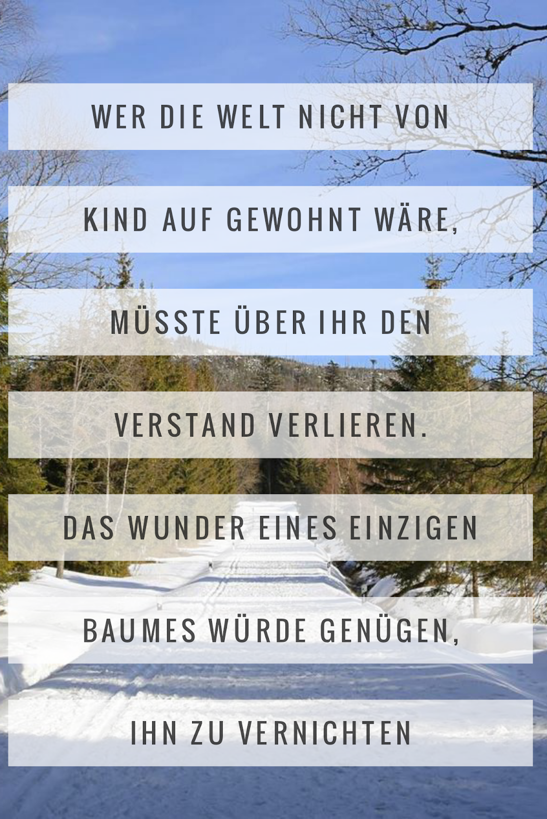 Die 50 besten Zitate zu den Themen Wald und Bäume Waldzitate