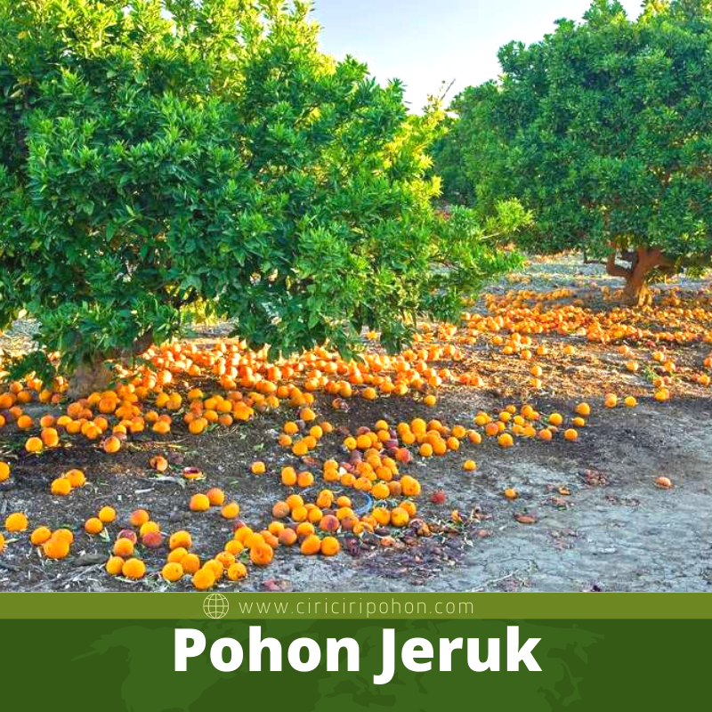 Pohon Jeruk