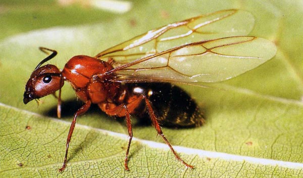 Evrim Teorisi: KANATLI KARINCA