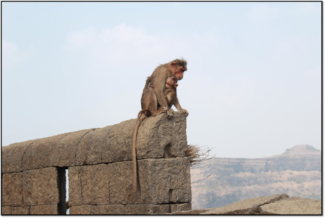 Lohagad fort