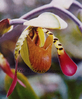 Ragam Paphiopedilum Paphiopedilum