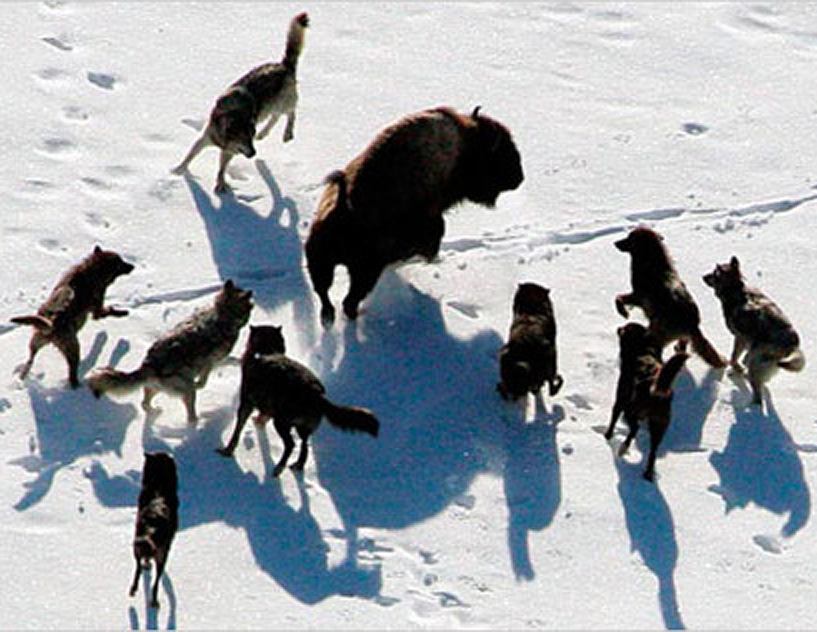 Wolves+Surrounding+Buffalo.jpg