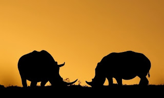 Rinocerontes, Sudafrica, cazadores, Furtivo, Rinoceronte blanco, 