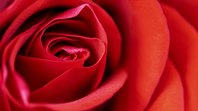 Wallpaper macro red rose