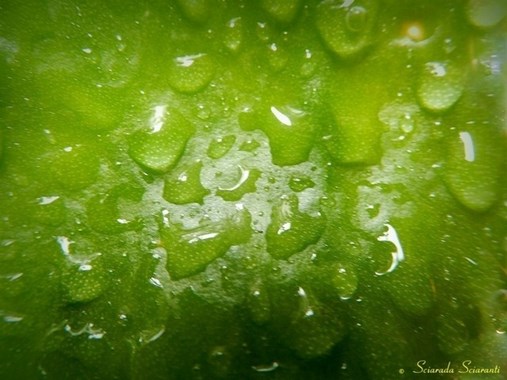 Gocce di pioggia su foglia verde