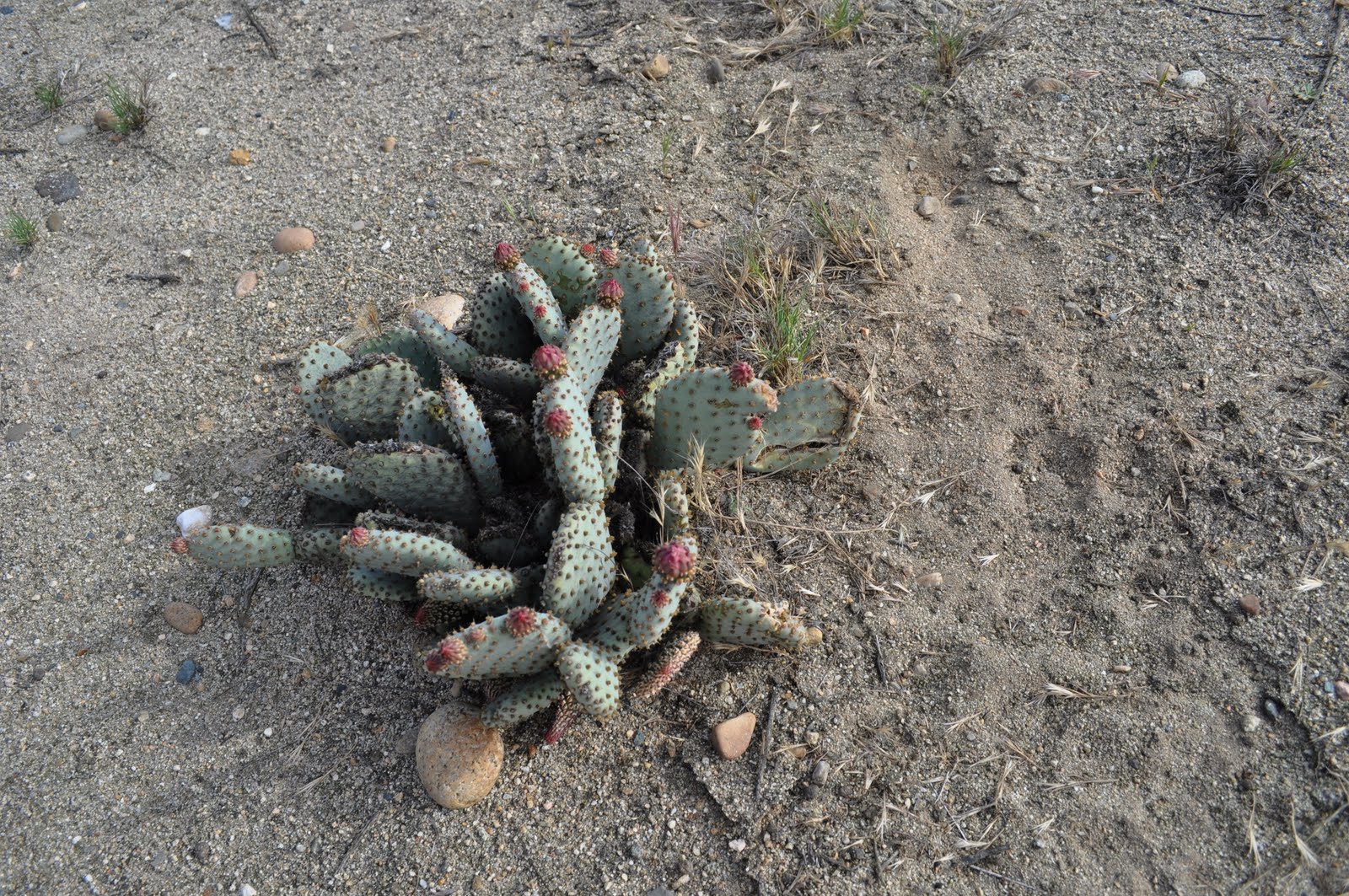 Panorama Vista Preserve Bakersfield Cactus and Succulent Society field trip