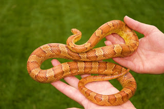 Most Popular Best Pets In The World - Snakes
