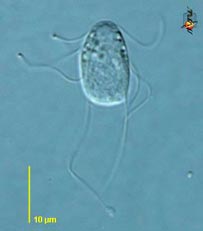 photo of hexamita parasite