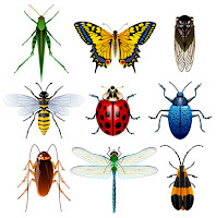  Ciri ciri Insecta  Lengkap Intisains