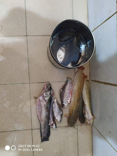 Hasil memancing lele