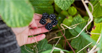 The 7 Most Important Survival Skills You Need To Know. Foraging
