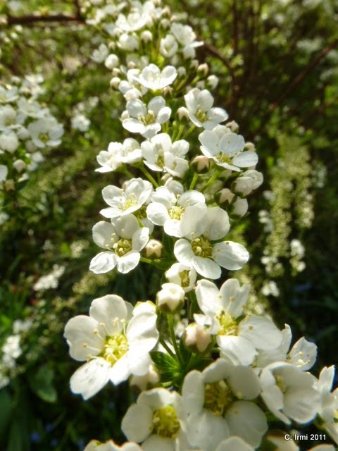 Dies und Das vom Neckarstrand: Dies und Das und mein kleiner Garten...