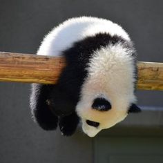 panda images