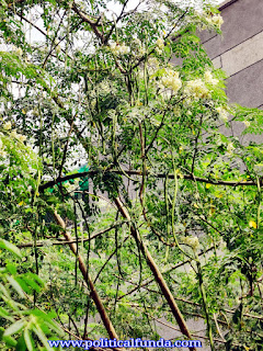 Moringa Plant with Flowers and bud hd image download