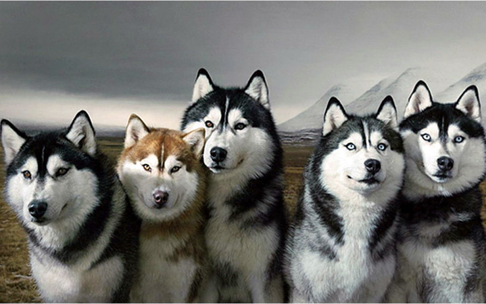 Blog de Yair Carvajal: Husky siberiano
