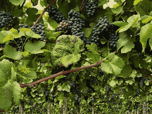 Benefits of Grape Leaves and How to Process Grape Leaves Benefits of Grape Leaves and How to Process Grape Leaves