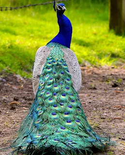 طاووس ال peacock