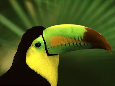 tucan-piquiverde