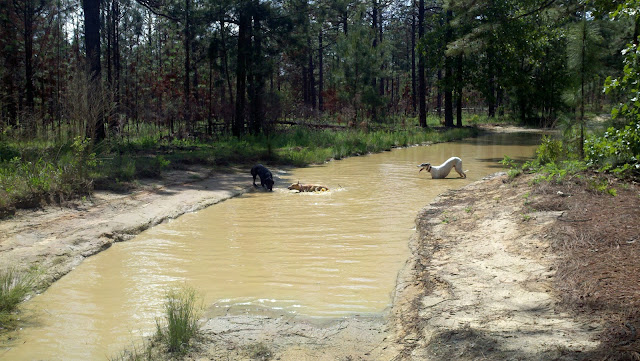 Musings of a Biologist and Dog Lover: Running Free in North Carolina