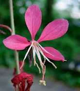 Wildflower Wednesday