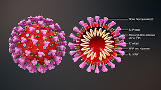 Koronavirüs kesit modeli