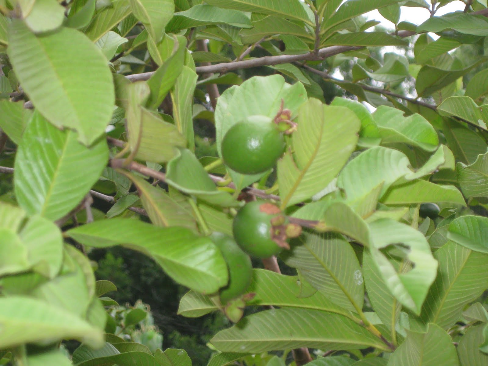 The Beginning: Some Pictures from PNG