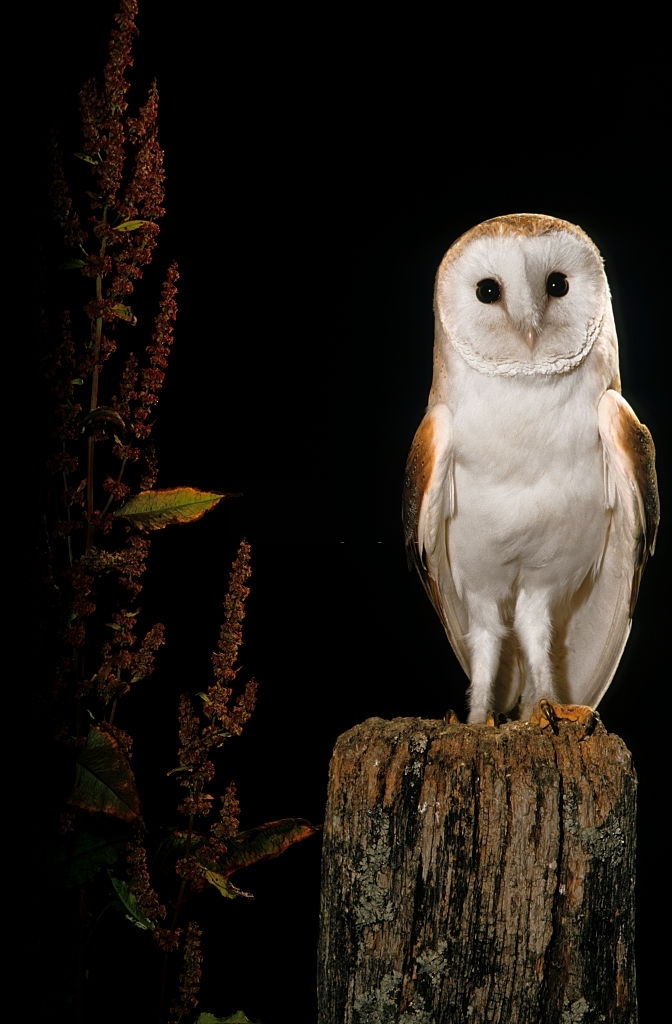  ancient giant bird species found in amazon rainforest