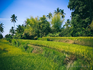 Beutiful Green Scenery Of The Rice Fields In Rural Area On A Sunny Day At Ringdikit Village North Bali Indonesia