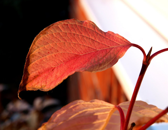 Mark's Veg Plot: Autumn colours Part 2