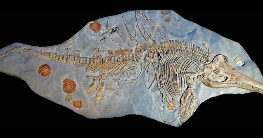 Largest Ichthyosaurus Fossil Ever Found Was Pregnant