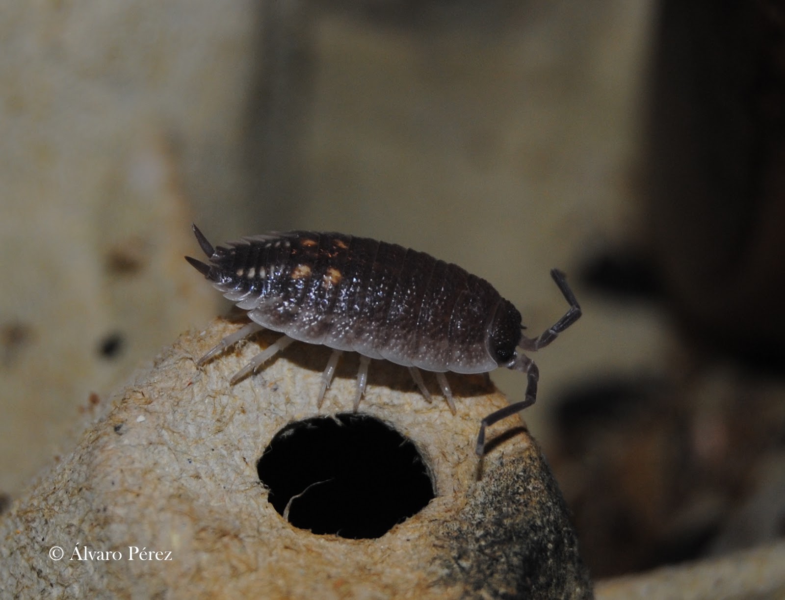 CLONOPSIS: Isópodos