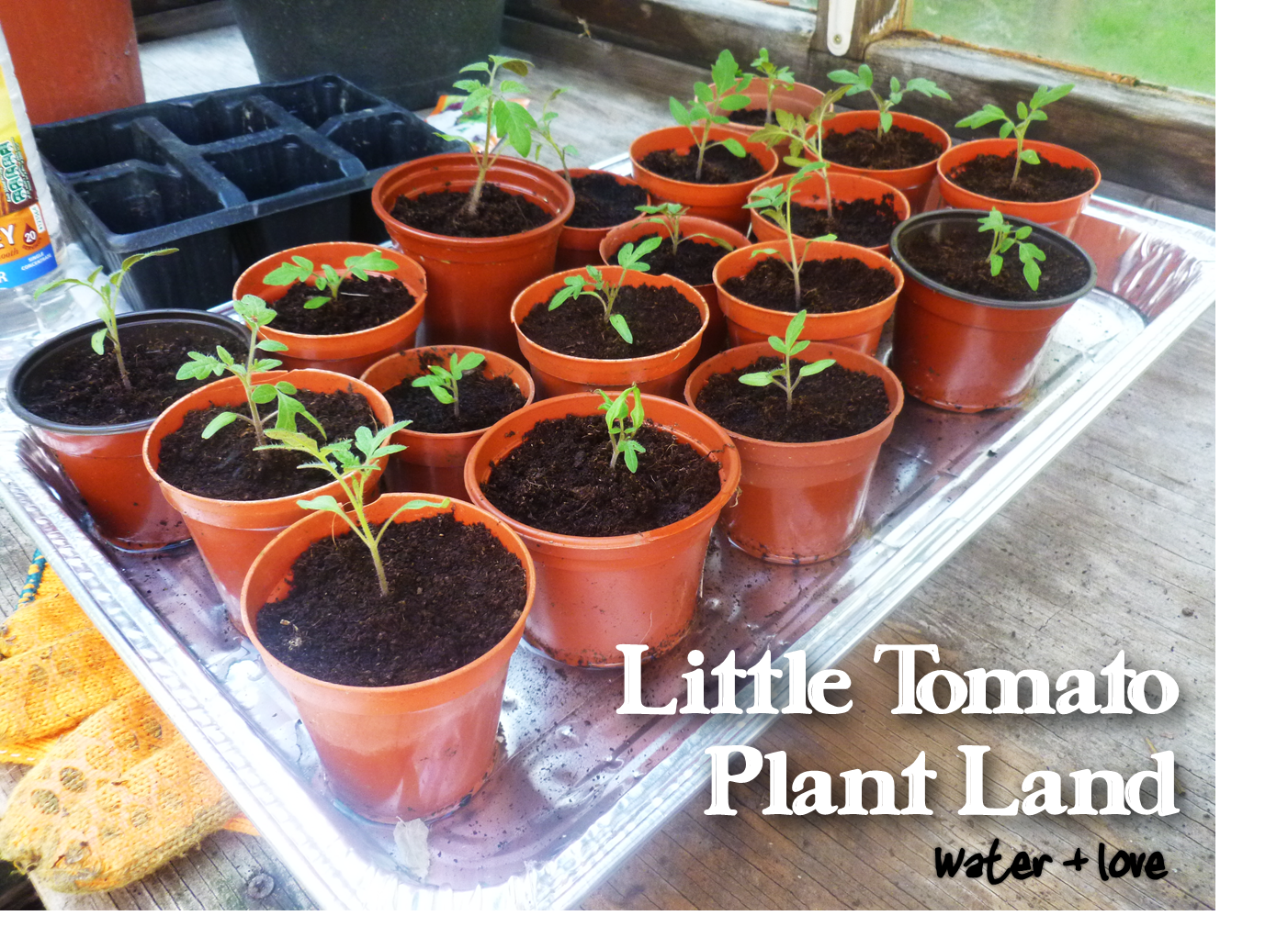 Repotting Baby Tomato Plants In 5 Steps