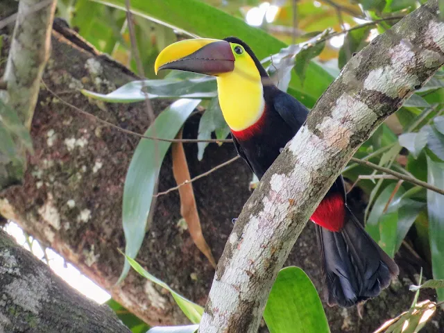 Costa Rica Wildlife: toucan