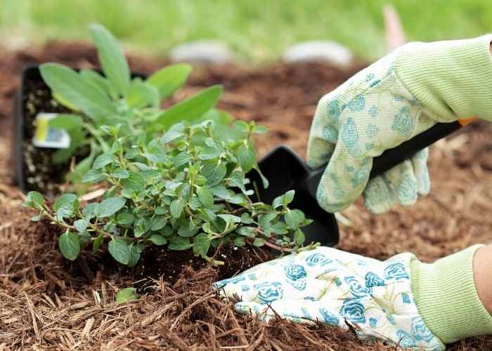 How to Grow Herbs for Tea + List of Herbs for Tea Koti Beth