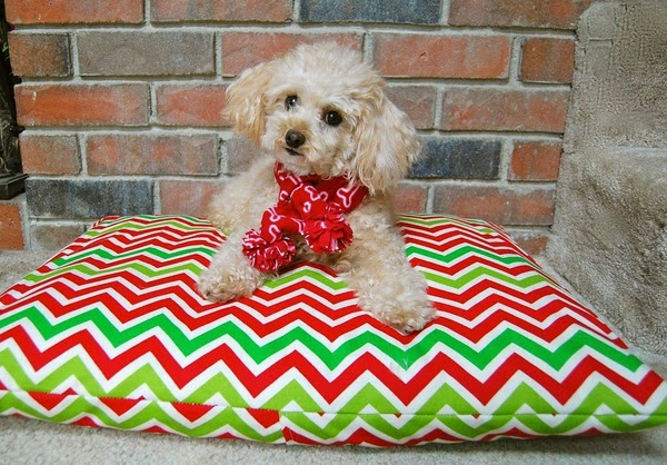 Decorative accessories for pets