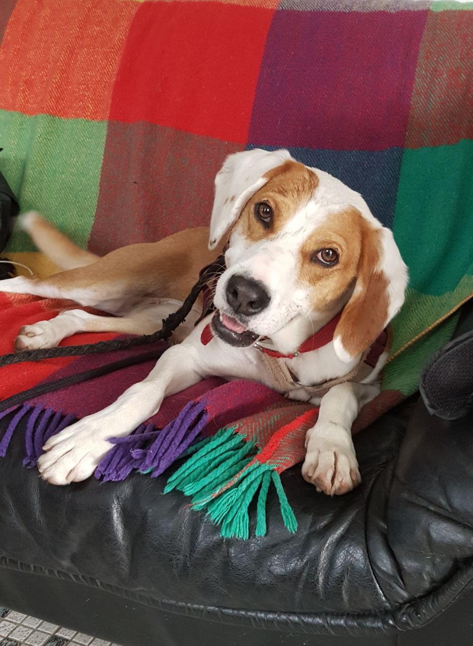 tierheim stadthagen woodenbild )