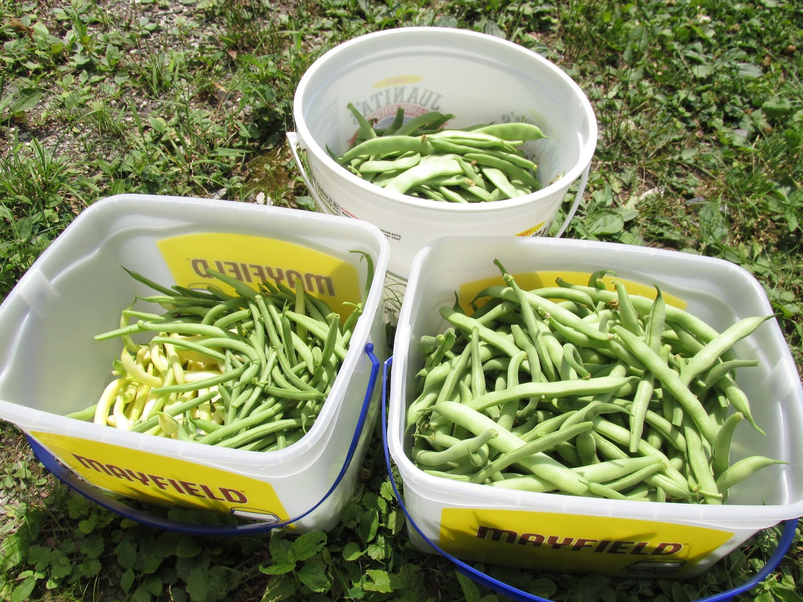bush beans need support