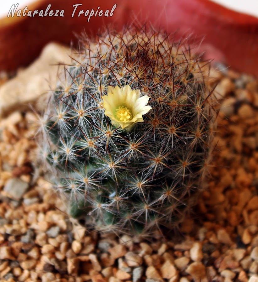 Ejemplo de cactus florecido