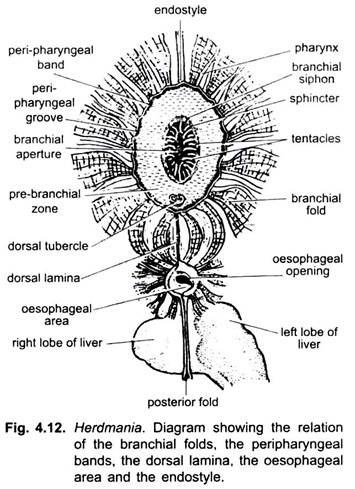 Digestive System of Herdmania