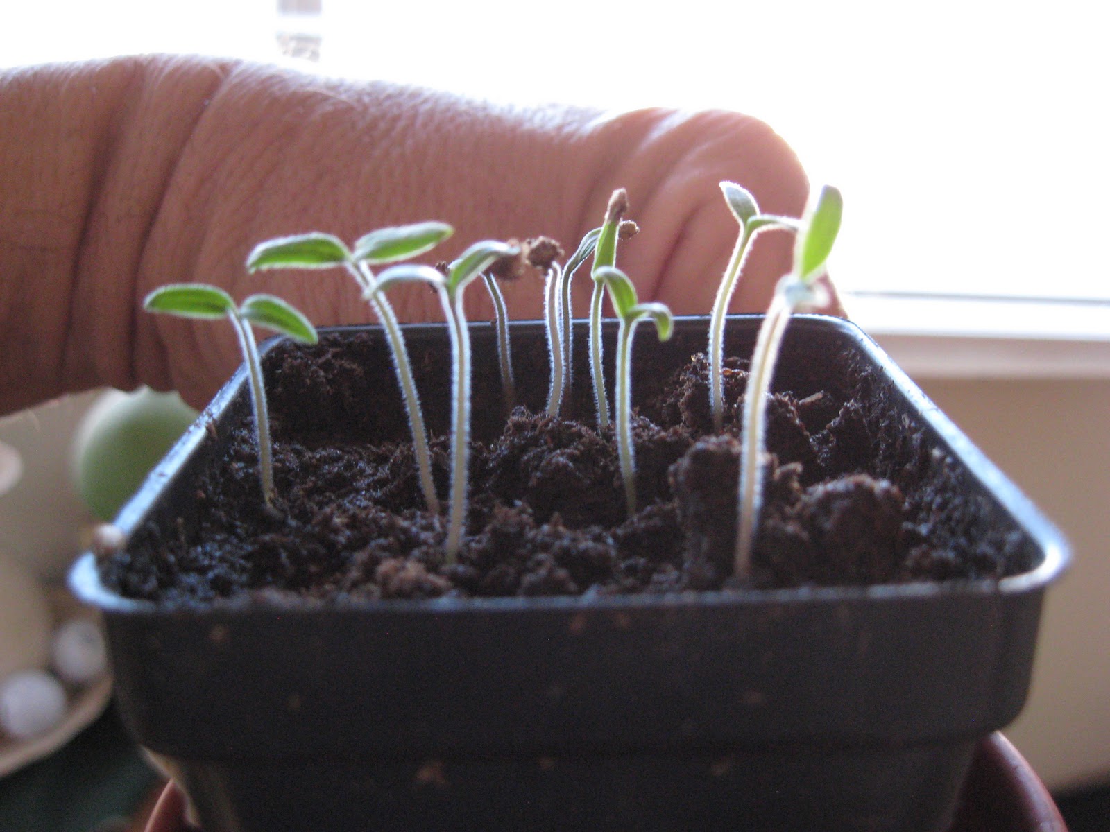 Dusty River Gardens Checking My Tomato Seeds For Germination part 1