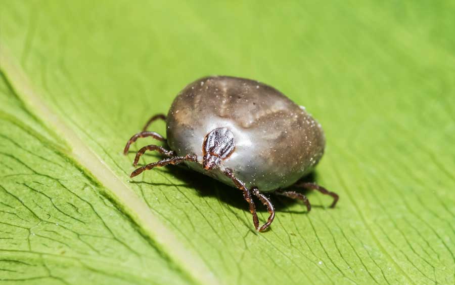 Tick In Your Lawn Best Manual Lawn Aerator