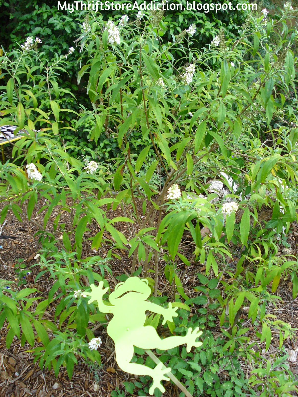 Butterfly bush