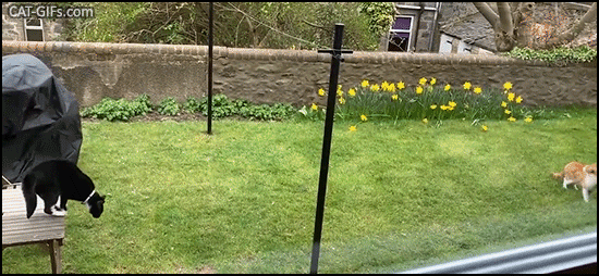 Crazy Cat GIF • Black cat running on hind legs trying to intimidate another cat but he gives zero f*cks, haha Crazy Cat GIF • Black cat running on hind legs trying to intimidate another cat but he gives zero f*cks, haha