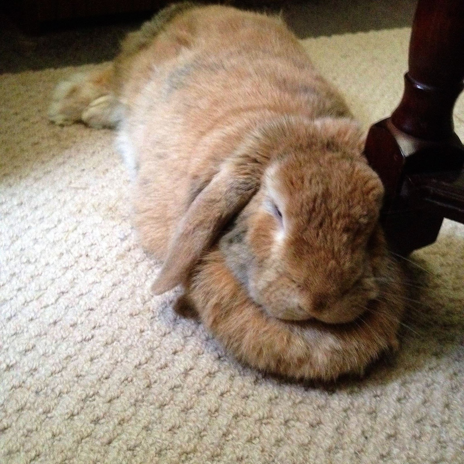 Disapproving Bun: Pipkin