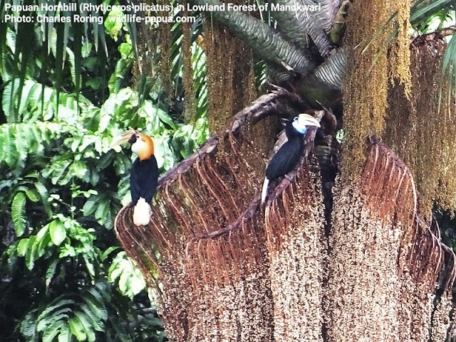 Blyth's hornbill birds (Rhyticeros plicatus)