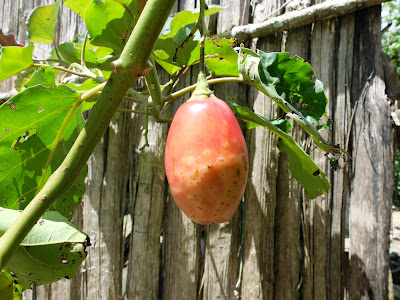 Tamarillo Near a House on the Trail Down from Llaqtapata to the Aobamba River