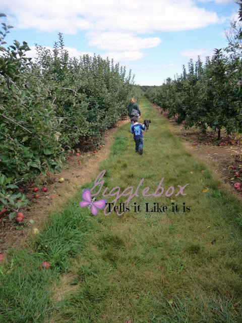 Fall time family fun picking apples at Marker-Miller Orchards in Winchester VA,