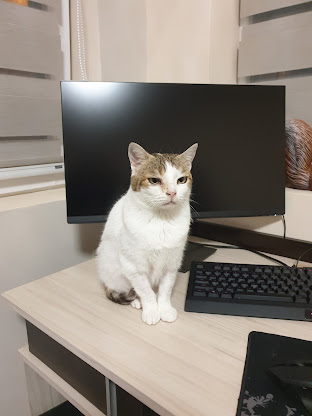 Dell P2421D monitor and cat