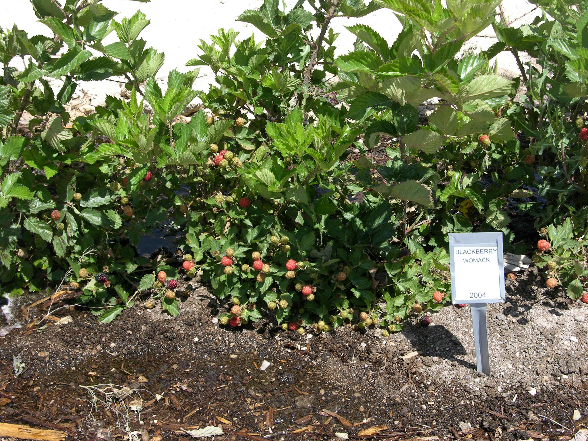 Xtremehorticulture of the Desert Rosborough and Womack Blackberries